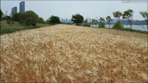 한강흑보리 / Black Barley on the banks of the Han-gang