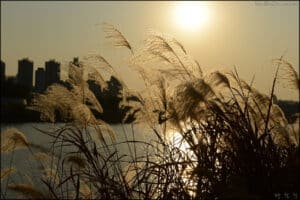 늦가을 금빛머리