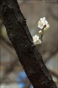 이 땅에도 봄이 왔는가